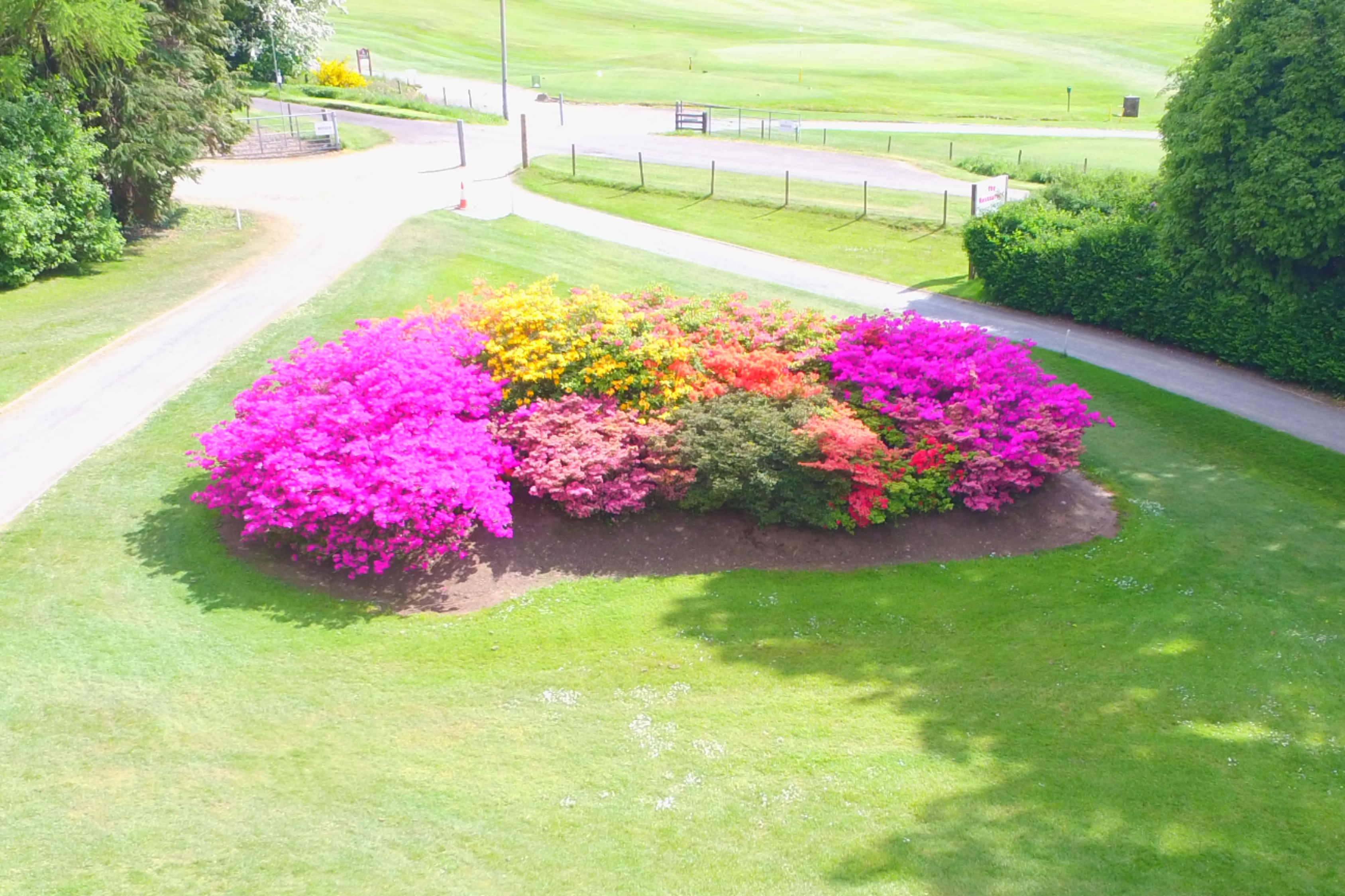 Our 'famous' azalea bush in full bloom behind the 4th green