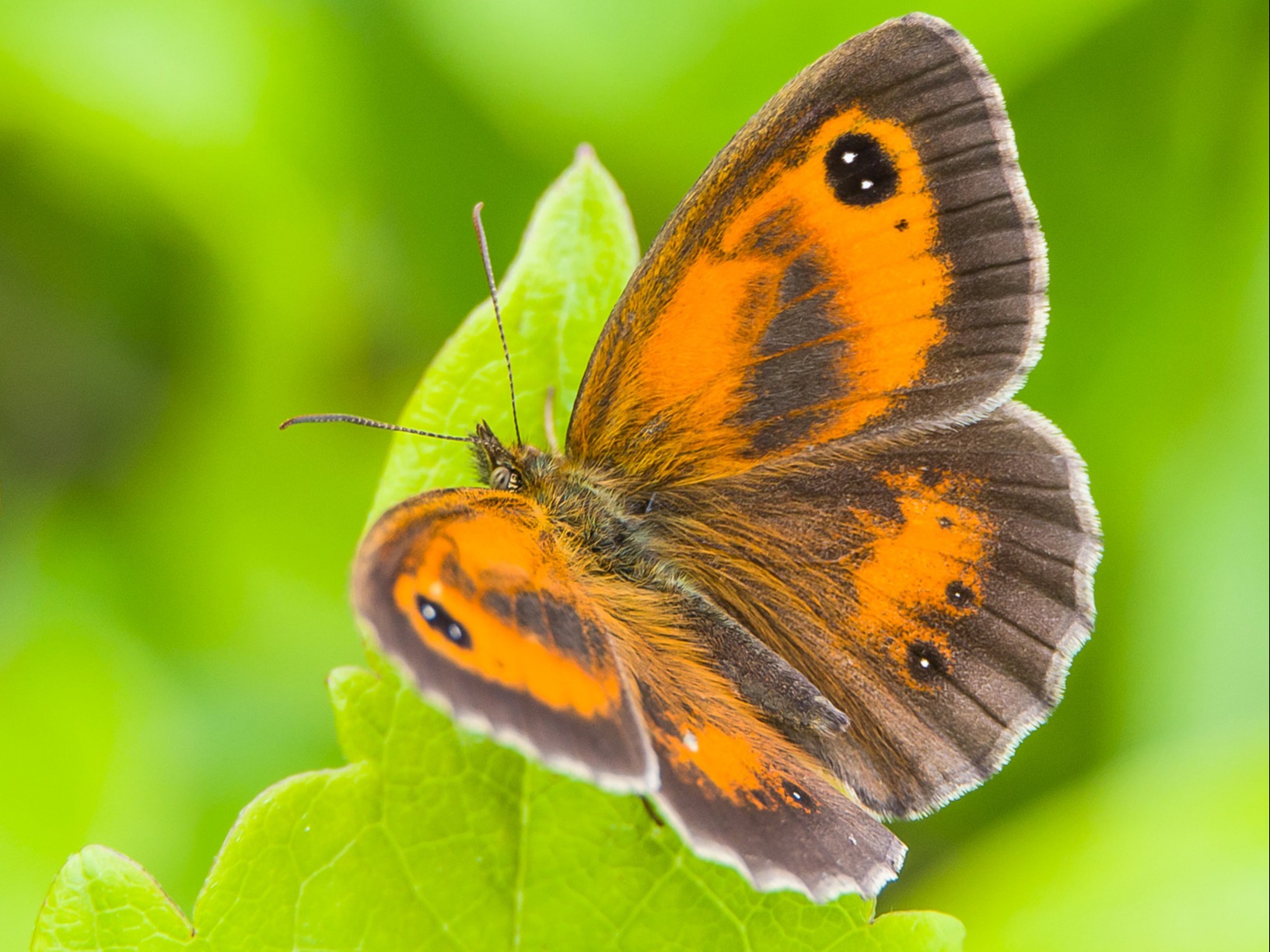 Gate Keeper Butterfly - Pyronia tithonus