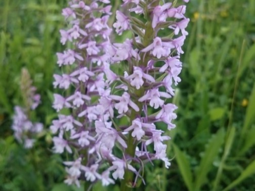 Chalk Hill Fragrant Orchid