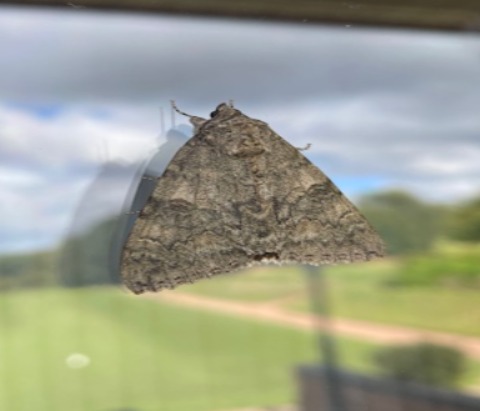 Red Underside Moth