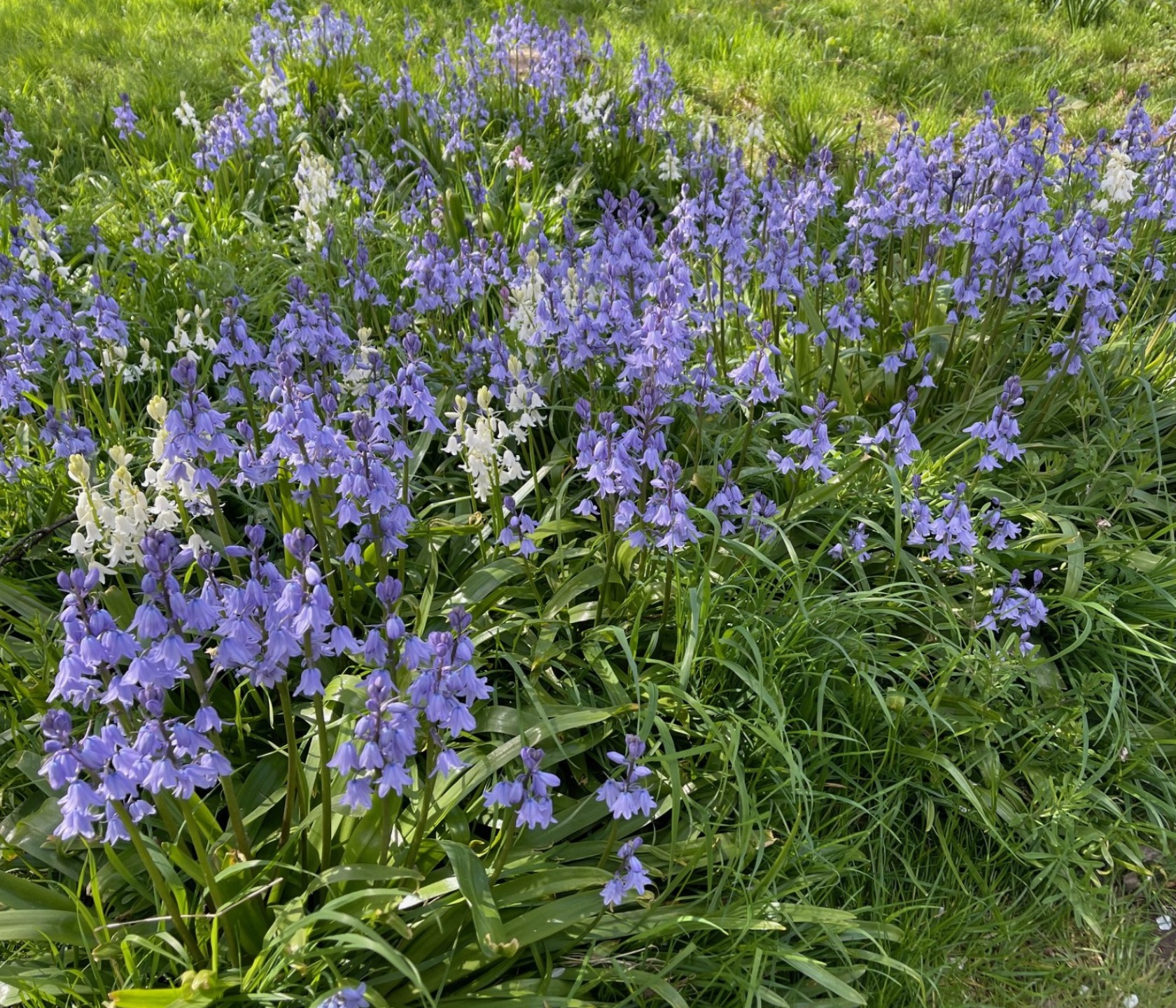 Bluebells