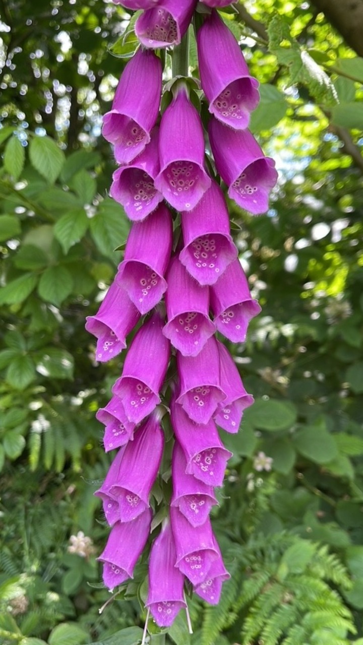 Foxgloves