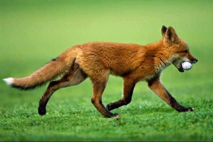 Watch out for the sneaky foxes
